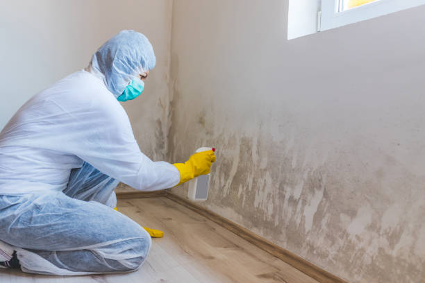 Licensed Commercial Mold Remediation service in Bloomington, IL - WQB Mold Removal